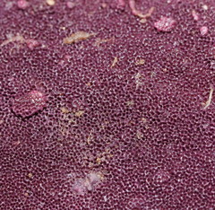 Ceriporia purpurea