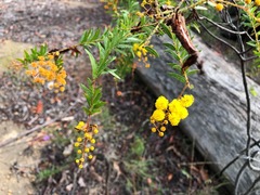 Acacia leichhardtii