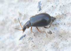Ebaeus