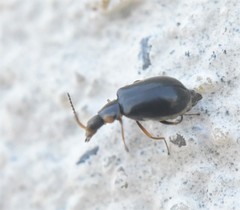 Ebaeus
