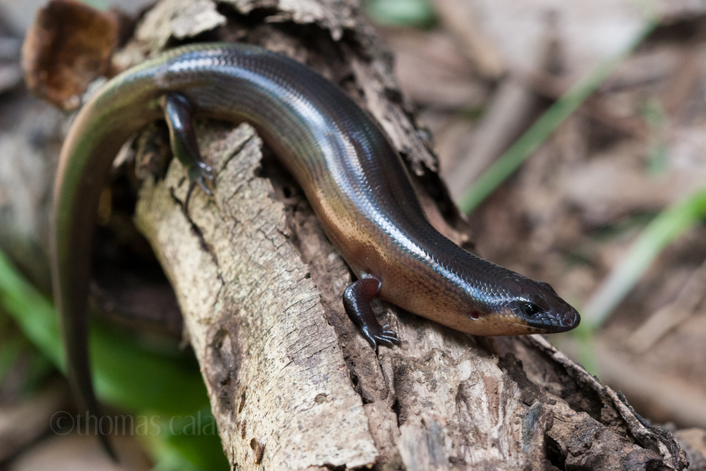 Fat Skink