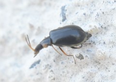 Ebaeus