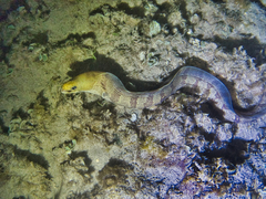 Gymnothorax rueppelliae