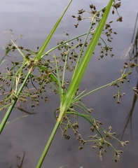 Scirpus sylvaticus