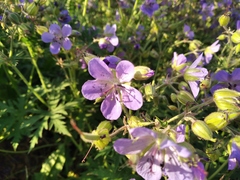 Geranium pratense