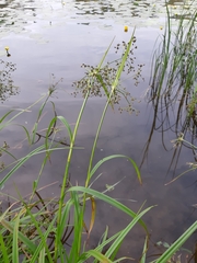 Scirpus sylvaticus