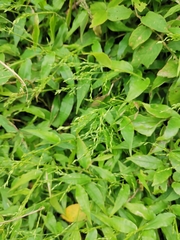 Ichnanthus pallens