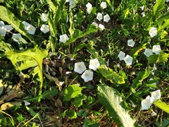 Convolvulus arvensis