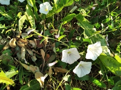 Convolvulus arvensis