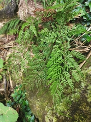 Athyrium minimum