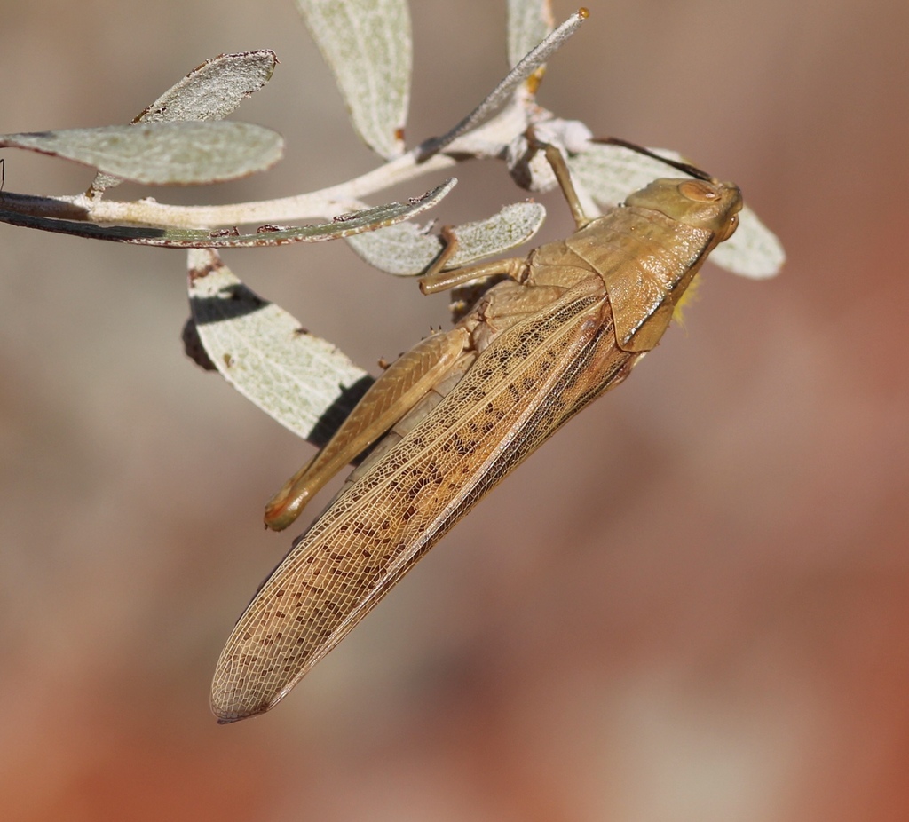 Slender Gumleaf Grasshopper From Bedourie Qld Au On June 30 2021 At 04 40 Pm By Margaret