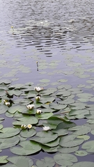 Nymphaea alba