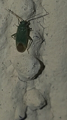 Miridae