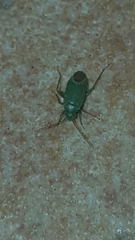 Miridae