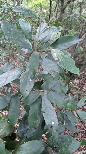 Image of Lithocarpus glaber by (c) Cheng-Te Hsu, some rights reserved (CC BY)