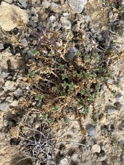 Arenaria vitoriana