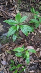 Lysimachia ardisioides