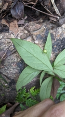 Lysimachia ardisioides
