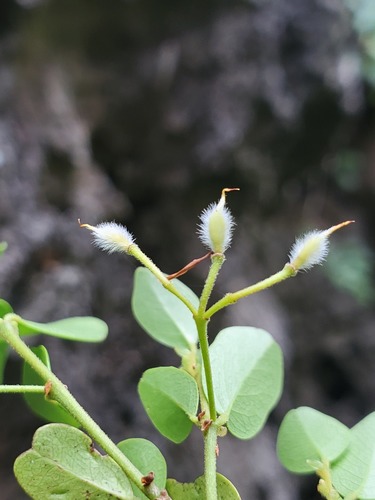 Baudouinia fluggeiformis