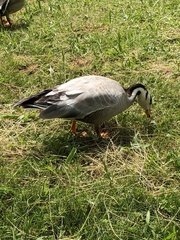 Anser indicus
