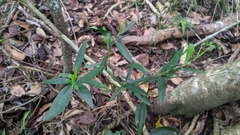 Wikstroemia taiwanensis
