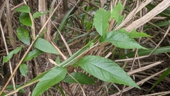 Pourthiaea beauverdiana, photograph Cheng-Te Hsu, CC BY, iNaturalist via GBIF