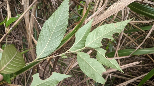 Pourthiaea beauverdiana, photograph 3
