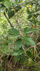 Cinnamomum philippinense