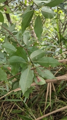 Cinnamomum philippinense
