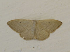 Idaea litigiosaria