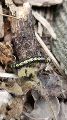 Sympistis perscripta