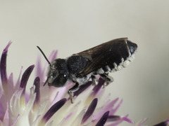 Megachile apicalis