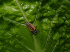 Harmonia axyridis