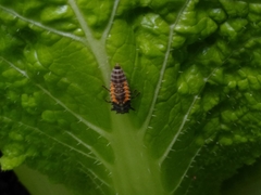 Harmonia axyridis
