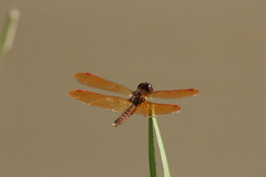 Perithemis tenera