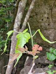 Leea guineensis image