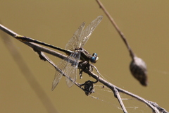 Phanogomphus exilis