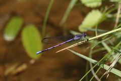 Argia fumipennis