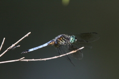 Pachydiplax longipennis