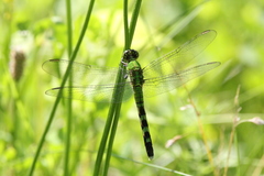 Erythemis simplicicollis