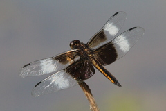 Libellula luctuosa