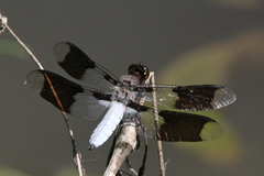 Plathemis lydia