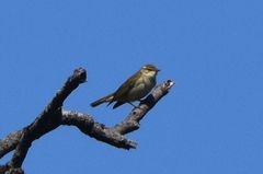 Phylloscopus examinandus