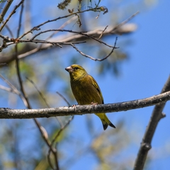 Chloris sinica kawarahiba