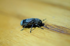 Ozotomerus japonicus