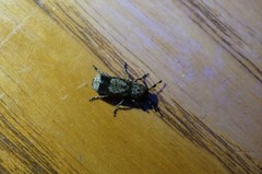 Ozotomerus japonicus