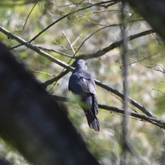 Cuculus canorus
