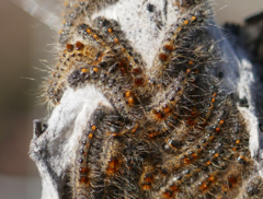 Euproctis chrysorrhoea