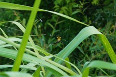 Argiope amoena