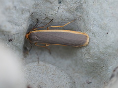 Eilema lurideola